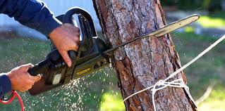 How Our Tree Care Process Works  in  Ballston Spa, NY